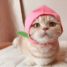 a cat wearing a pink hat on top of it's head