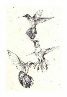 three hummingbirds are flying in the air