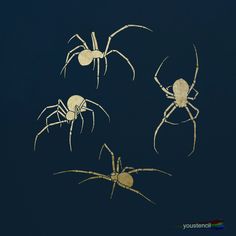 four spider's in different positions on a dark background