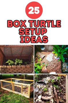 the 25 best diy box turtle setup ideas