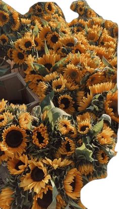 a bunch of sunflowers that are sitting in a pile on top of each other