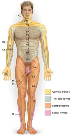 Spinal Cord Anatomy - Parts and Spinal Cord Functions Spinal Cord Shirt, Spinal Cord Nerves Anatomy, Spinal Cord Lesions, Descending Tracts Of Spinal Cord, Ascending And Descending Tracts Of Spinal Cord