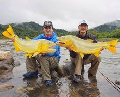 two men holding up large yellow fish in the water