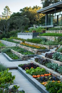 an outdoor garden with many different types of vegetables and plants growing in the planter boxes