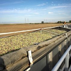 a truck filled with lots of lettuce on top of a field