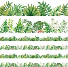 different types of tropical plants and leaves