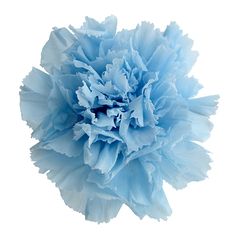 a large blue flower on a white background