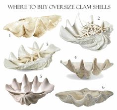 four different types of clamshells are shown in this diagram, with the names below them