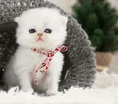 a small white kitten wearing a red and white bow tie sitting in a gray blanket