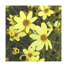 https://www.clematite.net/ Coreopsis Verticillata, Coreopsis Moonbeam, Garden Planning, Front Yard, Plants