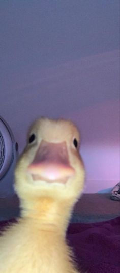 a close up of a duck on a bed with a fan in the back ground