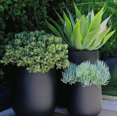 three black vases with plants in them sitting on a stone floor next to bushes