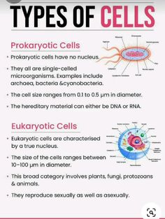 A cell type is a classification used to identify cells that share morphological or phenotypical features.[1] A multicellular organism may contain cells of a number of widely differing and specialized cell types, such as muscle cells and skin cells, that differ both in appearance and function yet have identical genomic sequences. Cells may have the same genotype, but belong to different cell types due to the differential regulation of the genes they contain. Classification of a specific cell type is often done through the use of microscopy (such as those from the cluster of differentiation family that are commonly used for this purpose in immunology). Recent developments in single cell RNA sequencing facilitated classification of cell types based on shared gene expression patterns. This has Muscle Cell, Student Tips, Nursing Student Tips, Gene Expression, Biology Notes, Human Anatomy And Physiology, Nursing Student, A Cell, Anatomy And Physiology