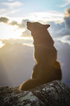 a black and white photo of a dog sitting on top of a rock looking up at the sky