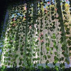 green plants growing on the side of a window