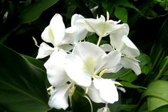 white flowers with green leaves in the background