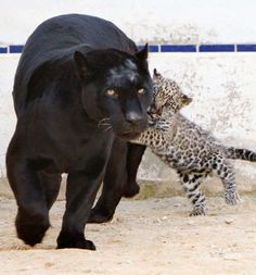 a large black panther walking next to a baby leopard