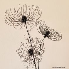 two black flowers are in a vase on a white background with the words dream form written below it