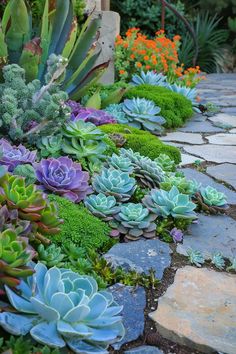 many different types of succulents are growing on the stone path in this garden