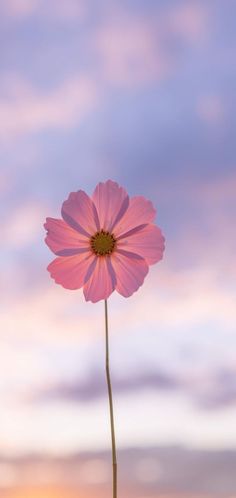 a single pink flower in front of a sunset