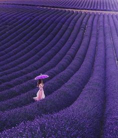 a woman in a lavender field holding an umbrella