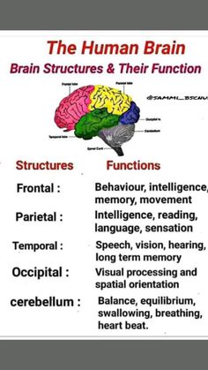 the human brain and its functions