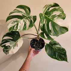 a person holding up a potted plant with white and green leaves on the top