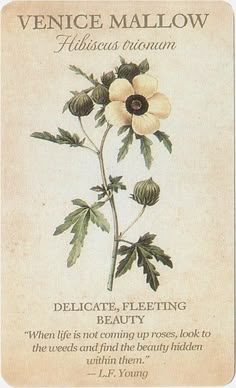 a card with an image of a flower and the words, delicate floating beauty when life is not coming up press look to the seeds and find the beauty hidden within