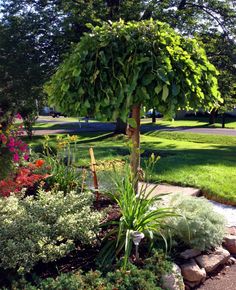 a tree in the middle of a garden with lots of flowers and plants around it