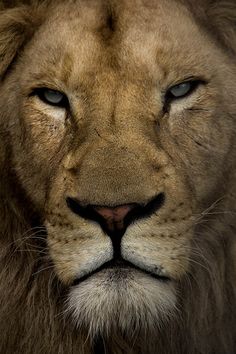 a close up of a lion's face with blue eyes