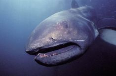 a large shark swimming in the ocean with it's mouth open