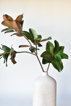 a plant in a white vase with green leaves on the top and brown stems sticking out of it