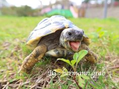 a close up of a turtle on the ground with its mouth open and tongue out