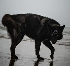 a black wolf is walking on the beach in the rain with its head stuck in the wet sand