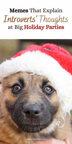 a dog wearing a santa hat with the caption memes that explain infoverts'thoughts at big holiday parties