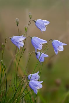 some blue flowers are growing in the grass