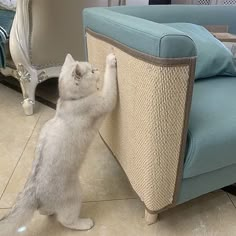 a cat standing on its hind legs and reaching up to the arm of a couch