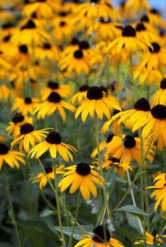 many yellow flowers with black centers in a field