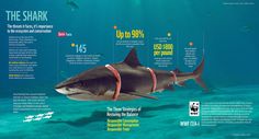 the shark is swimming in the water with information about its habitat and features on it's side