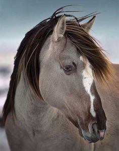 a brown and white horse standing in the snow