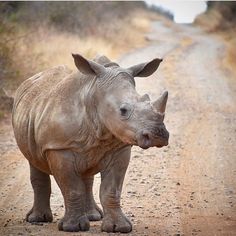 a rhinoceros standing on the side of a dirt road