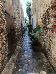 an alleyway with stone walls and doors leading to the trees on both sides, surrounded by greenery