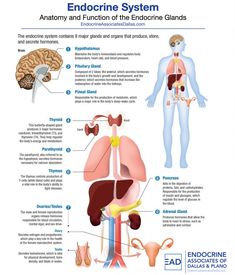 the endocine system and its functions are shown in this diagram, with an image of