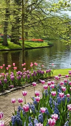 many pink and purple flowers are in the foreground, along with green trees and water