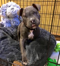 a dog sitting in a crate with a stuffed animal