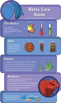 the different types of betta fish and their health benefits are shown in this poster