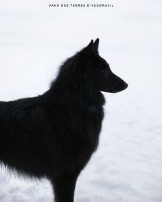 a black dog standing in the snow with its head turned to the side and it's eyes closed