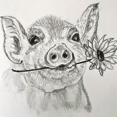 a drawing of a pig with a flower in it's mouth and the nose