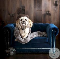 a dog sitting on top of a blue couch with a fur blanket around it's neck