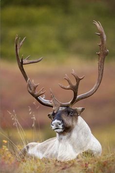 a deer with antlers laying down in the grass